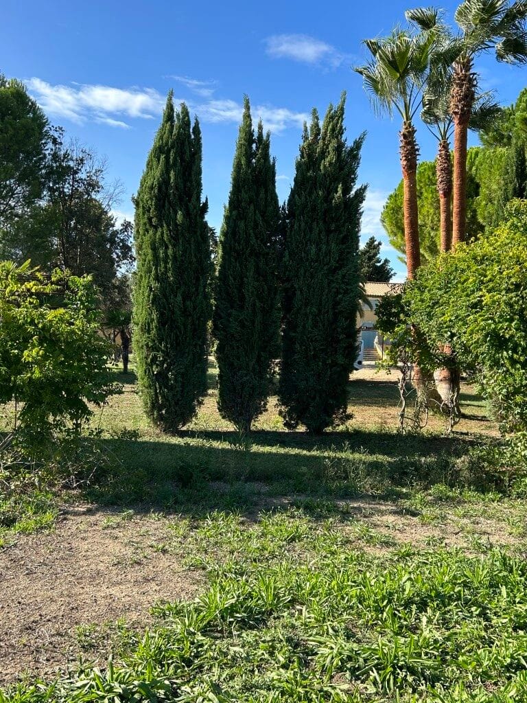 cypres Domaine St Marcelin - Bego Garden Beziers